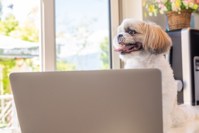 パソコンを使う犬